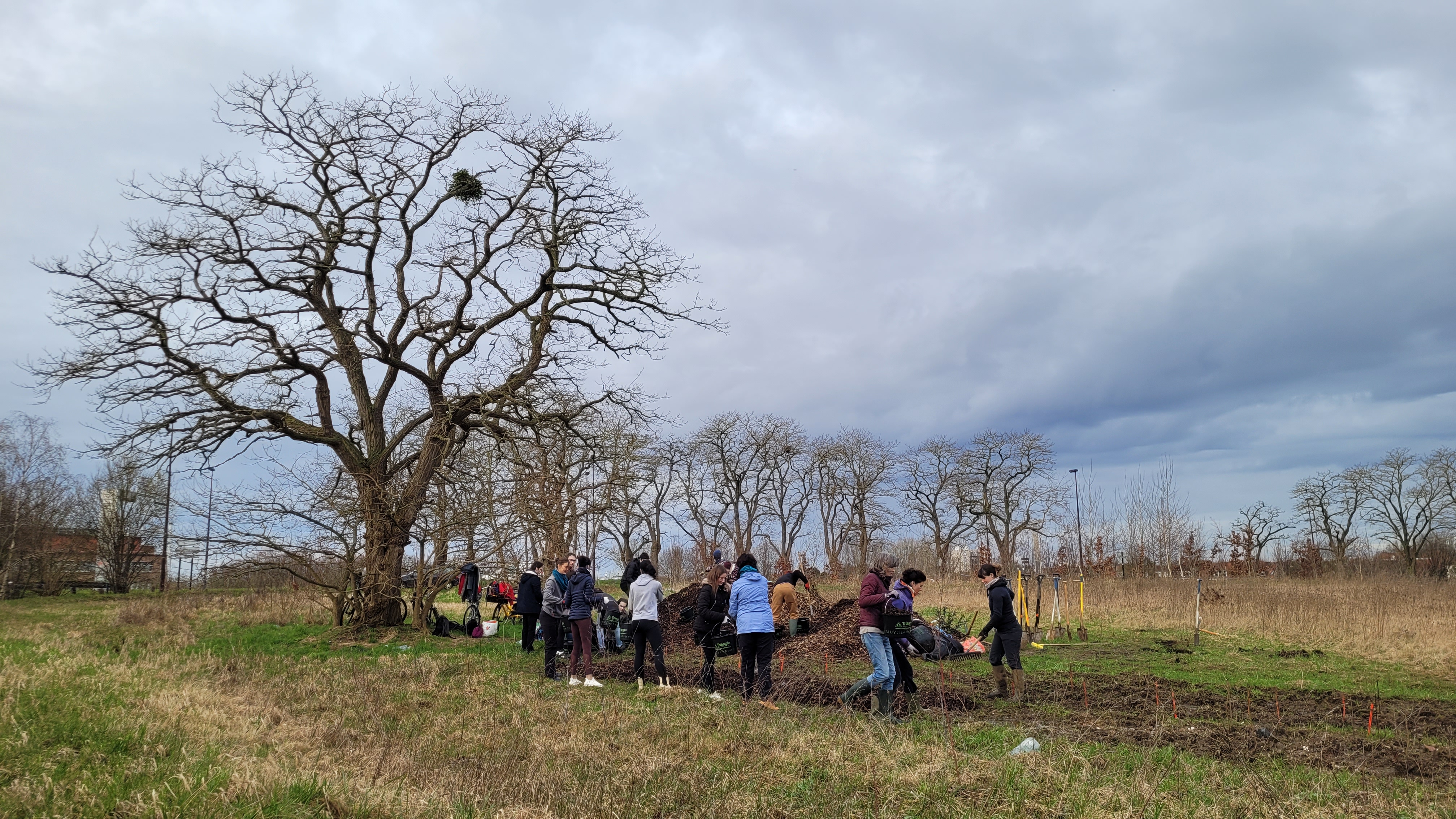 Plantation d une bande boisée à la Citadelle de Lille 2 Nord J