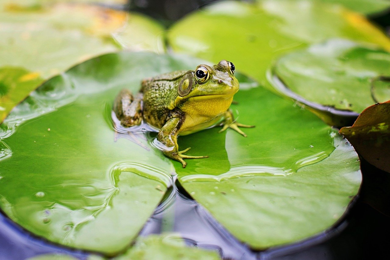 Grenouille