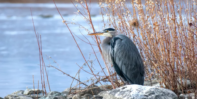 Ploërmel. La sortie d'observation des oiseaux d'eau est annulée en